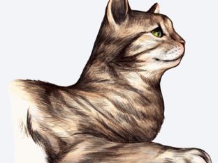 Cat-happy.jpg