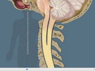 nervous-system.jpg