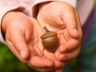 Acorns.jpg