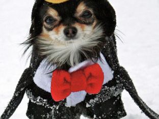 29-Penguin-Pup-2-.jpg