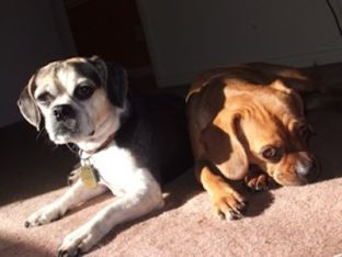 dogs.jpeg