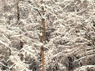 snowtrees1.jpg