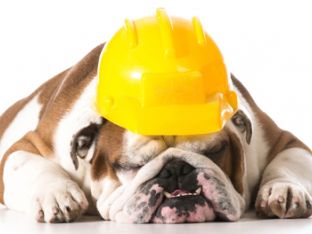 dog-bull-dog.jpg