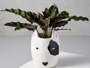 dogplanter.png
