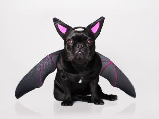 gettyimages-134954741.jpg.jpeghalloween.jpeg