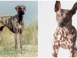 AKC new dog breed.jpg