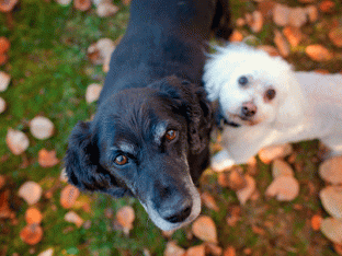 OldDogHaven-IMG_3318.gif