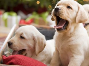 Yawn.jpg