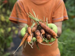 display web carrot.jpg