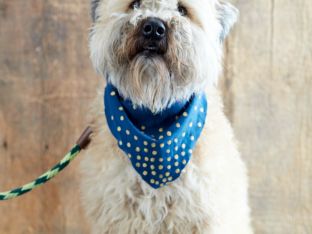 dog with scraf.jpg