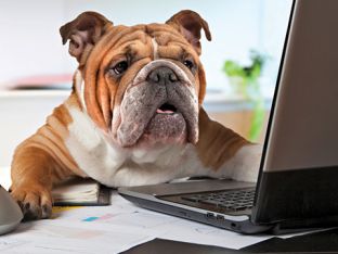 dogatwork.jpg
