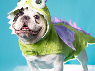 dogdragon2.jpg