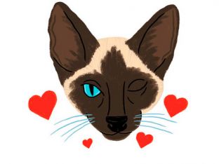 home x-small-cat.jpg