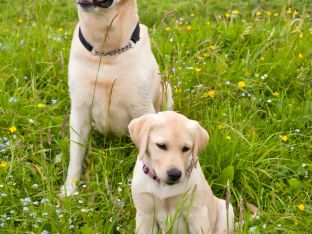 pets-for-web.jpg