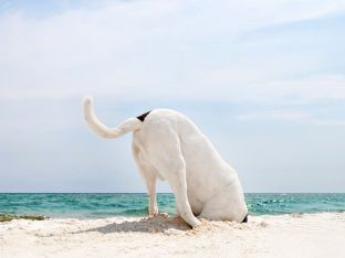 petsb.jpg