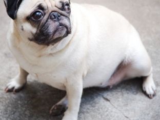 pug.jpg