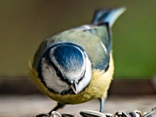 sq bird.jpg