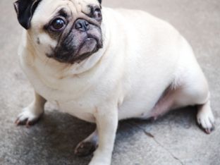 weighty-dog.jpg