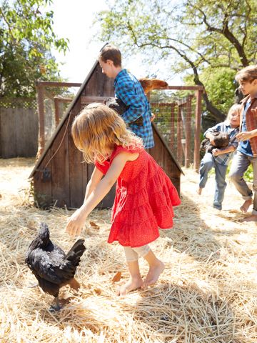 MLife Jan 2018 Foster Family Daughter Chasing Chicken