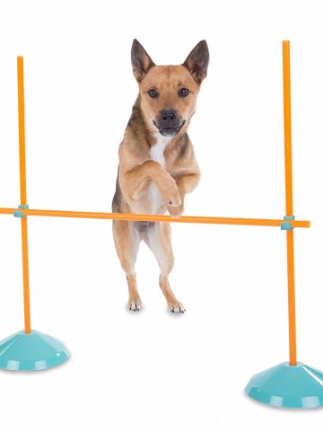 Outward Hound Zip & Zoom Indoor Agility Kit for Dogs