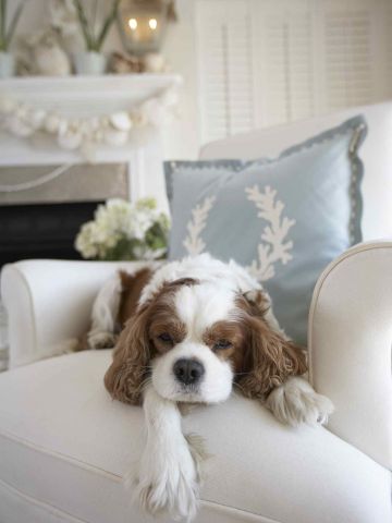 tired pup