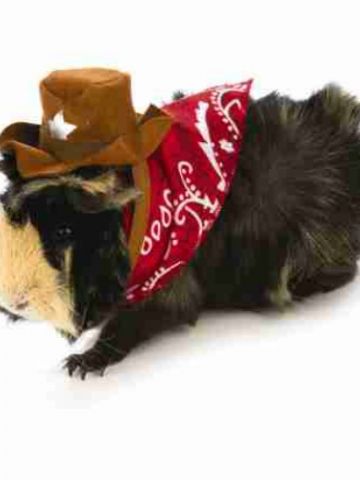 Small Pet_Cowboy.jpg
