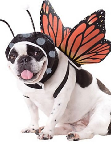 halloween pet_butterfly.jpg