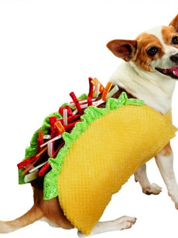 halloween pet_taco.jpg