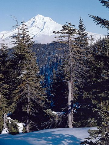 MtHood-tdc204c.jpg