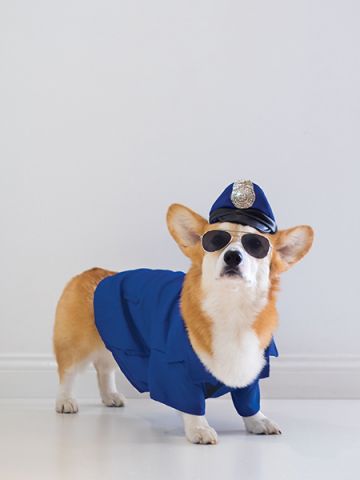 dogcop2.jpg