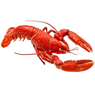 Steamed Lobster