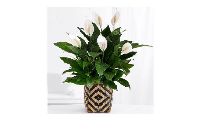 ProFlowers Lily Plant