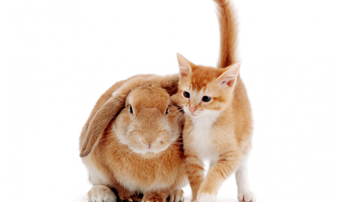 animal doppelganger