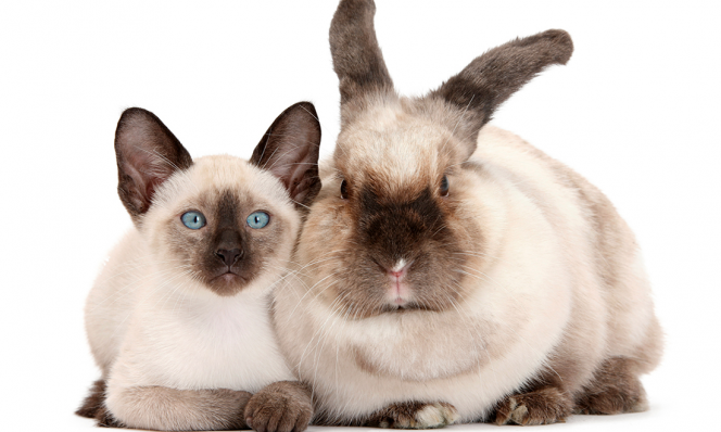 animal doppelganger