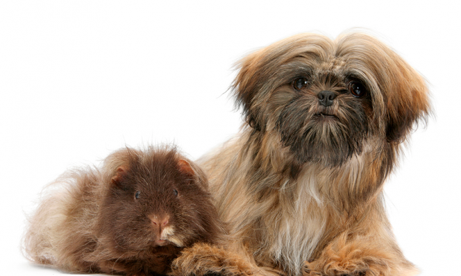 animal doppelganger