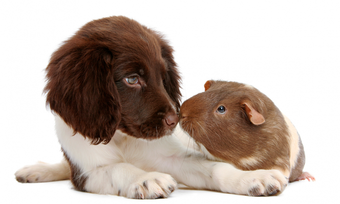 animal doppelganger