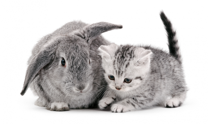 animal doppelganger