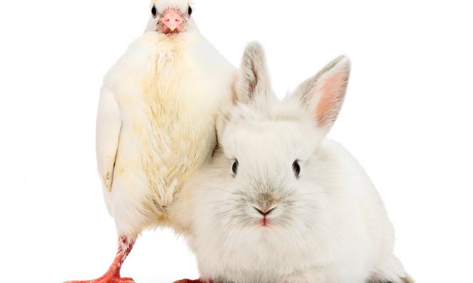 animal doppelganger