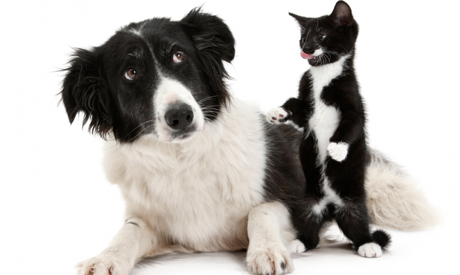 animal doppelganger