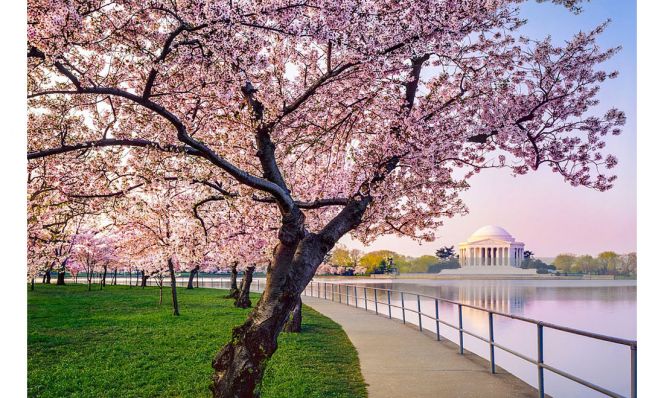 National Cherry Blossom Fest