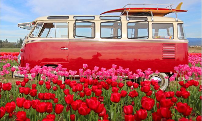 Wooden Shoe Tulip Fest