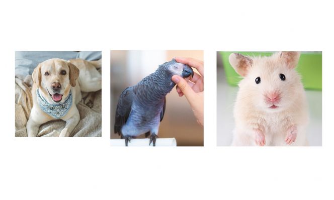 pets
