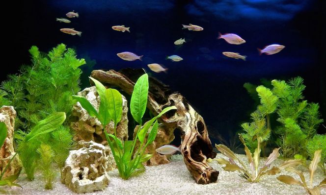 pet fish
