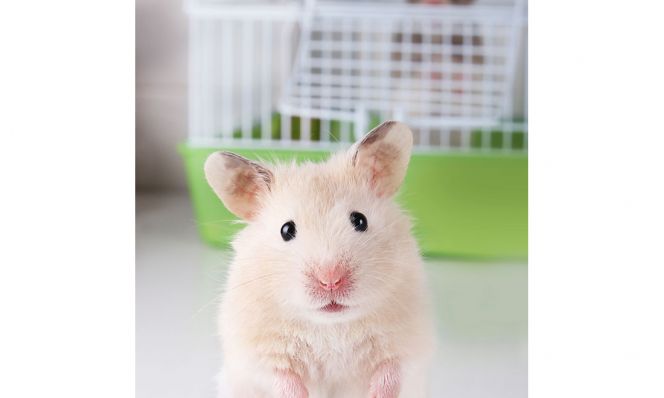 pet hamster