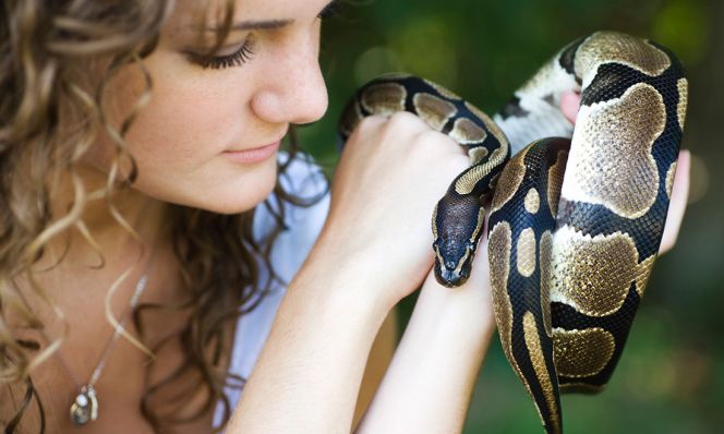 pet snake