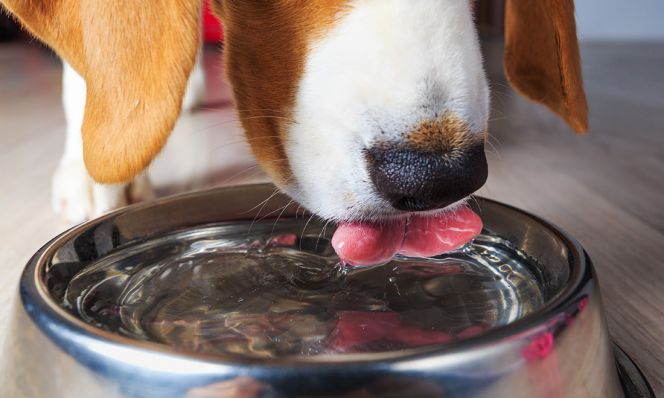 beagle dog drinking from metal bowl