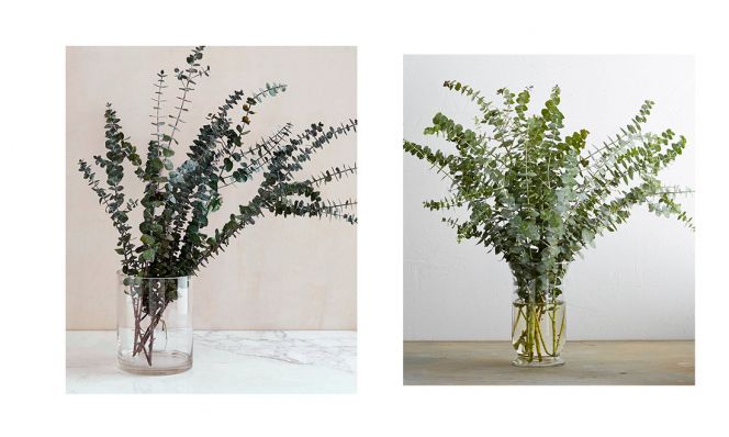 eucalyptus branches