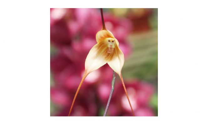 orchid looks like a monkey