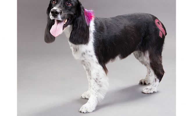 PetSmart Grooming with pink ribbon