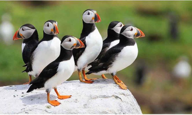 puffins
